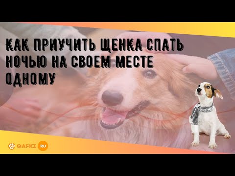 Видео: Как кормить и пить новорожденную собаку