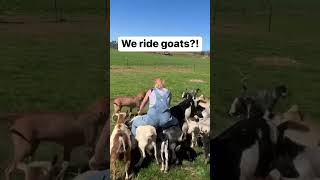 #riding #goats #country #homesteading #ranch #amazing #dairygoats #farming #trending #fyp #viral