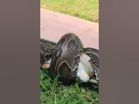 Python constricting a rabbit clips shorts wildlife1080P HD - YouTube