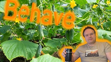 Cucumber And Python Behave