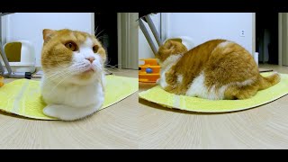 [180 3D VR] Verelife 73 cat bread posture