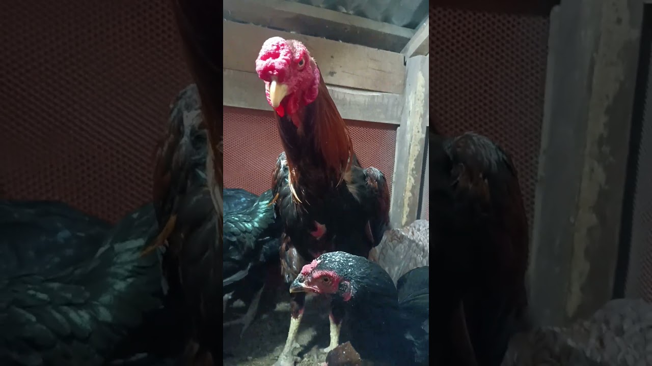 সরালী মুরগির বীজ ডিম