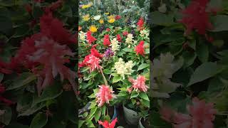 salvia splendens (Scarlet sage) beautiful flower #gardening