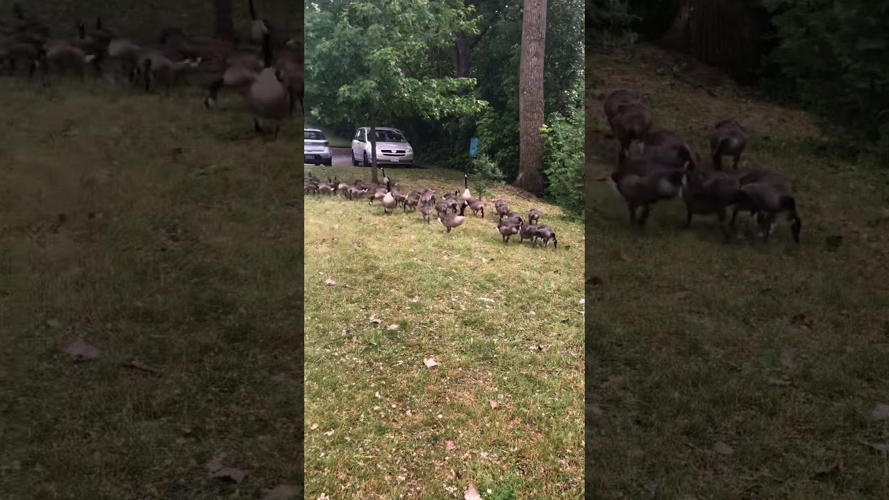 The goose gang YouTube