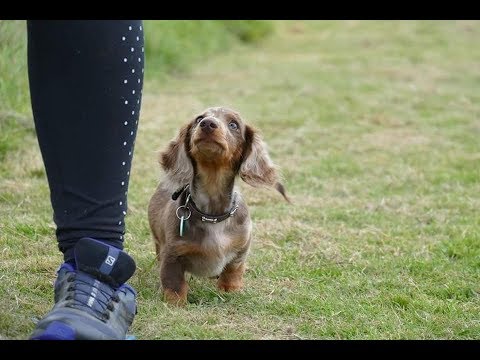 miniature dachshund crate size
