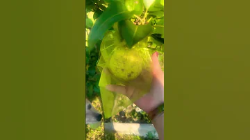Wrap Pears 