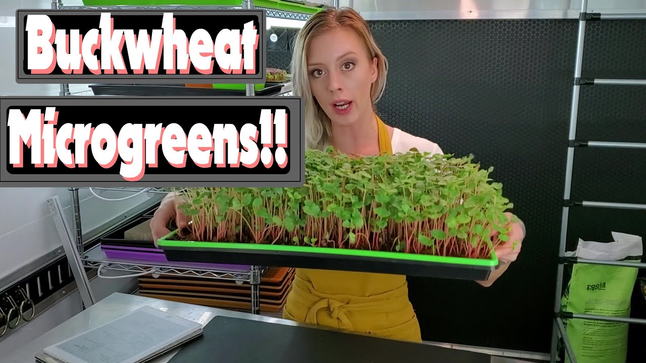 Buckwheat Microgreens Coco Coir Test!