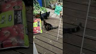 Dog in a Cat Walk by London Scottie Club 585 views 1 year ago 1 minute, 6 seconds