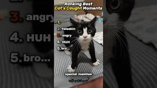 Top 5 Cats💀