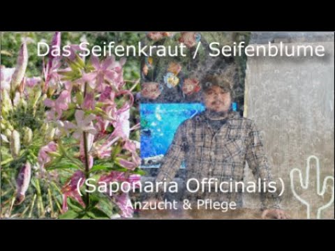 Video: Seifenkraut-Pflanze: Wie man Seifenkraut-Bodendecker anbaut