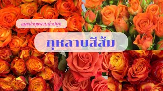 แนะนำกุหลาบน่าปลูก | สีส้ม | EP.313 | คนบ้ากุหลาบ