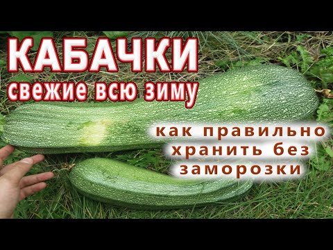 КАБАЧКИ СВЕЖИЕ ВСЮ