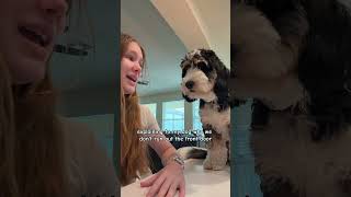 Trying to explain rules to my dog #dogtraining #funny #shorts