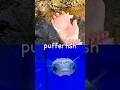 Sea Animal Names | Kids Learn at the Brook: Pufferfish Seahorse Lobster Sea Dragon Starfish