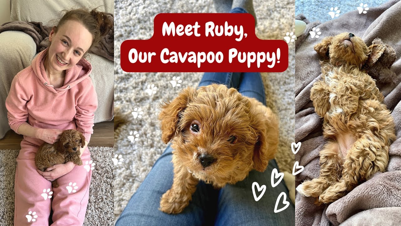 Meet Ruby Our Cavapoo Puppy First