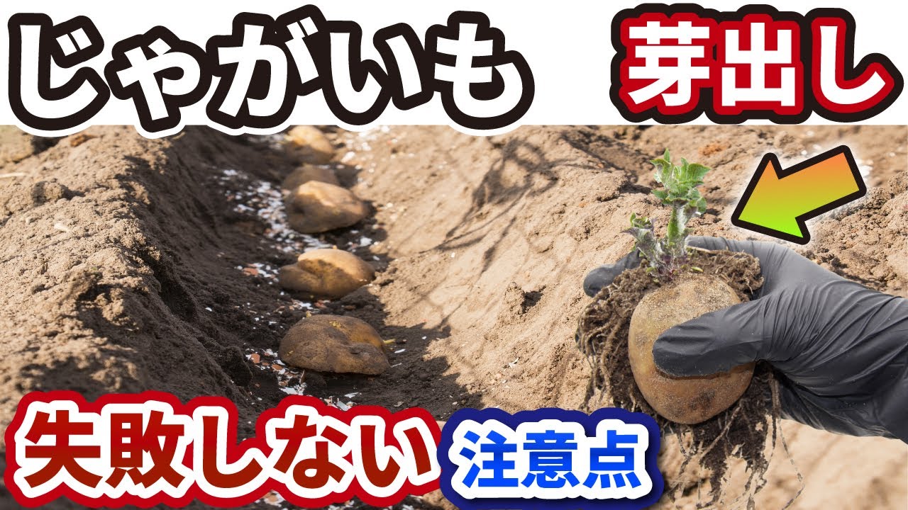じゃがいも】失敗しないために、注意すべき「芽出し」の方法！ - YouTube