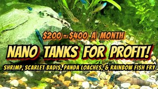 Making up to $400 Profit A Month In A 10 Gallon Aquarium (From Home) Breeding Shrimp, Fish & Plants.