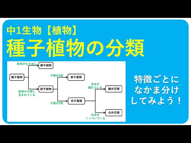 中1生物 種子植物のなかま その分類 中学理科 ポイントまとめと整理