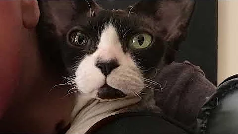 Watch the video about Devon Rex and Sometimes a Cat Burglar!