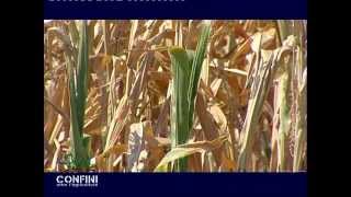 Confini Oltre l'agricoltura (25^ puntata - 02/04/2012) - OGM e biologico