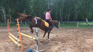 horse jumping training (прыжки на лошади)