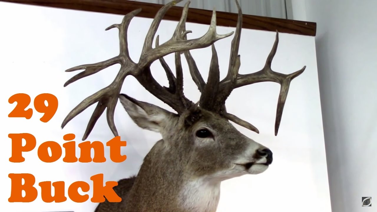 4 Kansas Record Book Whitetail Deer Mounts. One 29 Pointer. YouTube