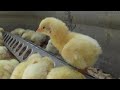 Homesteading Like a Boss Chicken!!  Simple Tips and Tricks Raising Healthy Baby Chicks