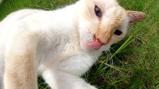 笹かまぼこみたいな猫が排水口の中からモフられにやってきた
