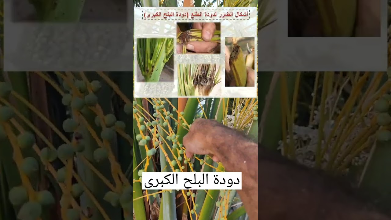 افات النخيل الأعراض والعلاج/ عامر العويسي