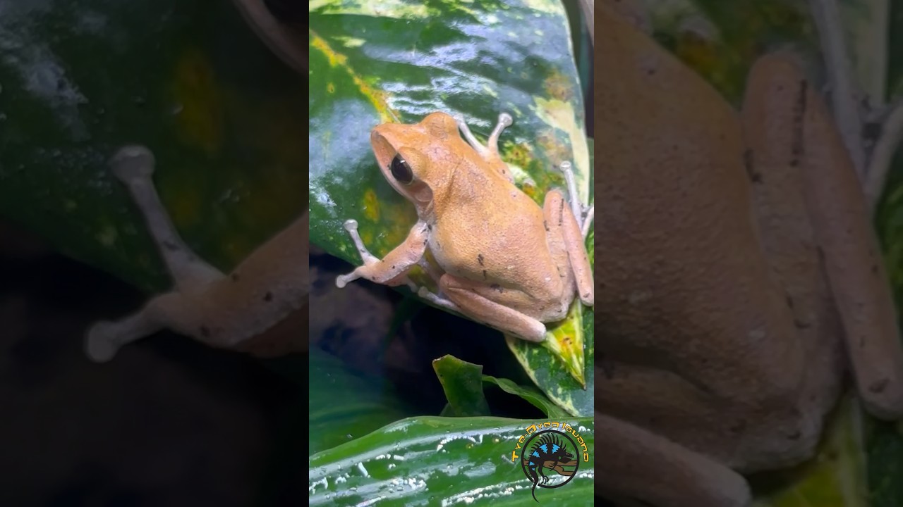 How to Launch a Golden Tree Frog! 🐸  