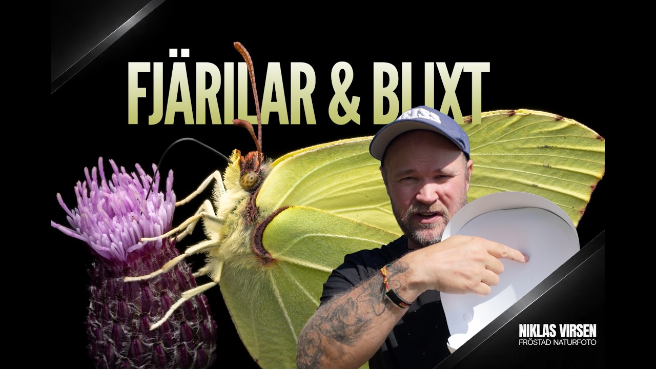 Bättre fjärilsbilder mitt på dagen med blixt