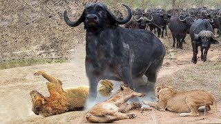 Lion vs Buffalo Battle is not never | Buffalo Too Angry Destroy The Strongest Lion in African by SKY Animal 1,960,075 views 5 years ago 2 minutes, 37 seconds