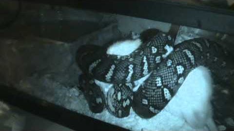 Diamond Python (BOSS) Eats Adult Rat
