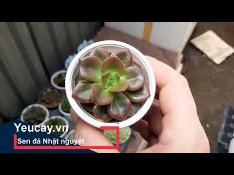 Video: Thông tin vềEcheveria ‘Chroma’ - Mẹo để Phát triển thành phần Chroma Echeveria