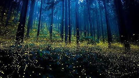 The Echelon Effect - Signals