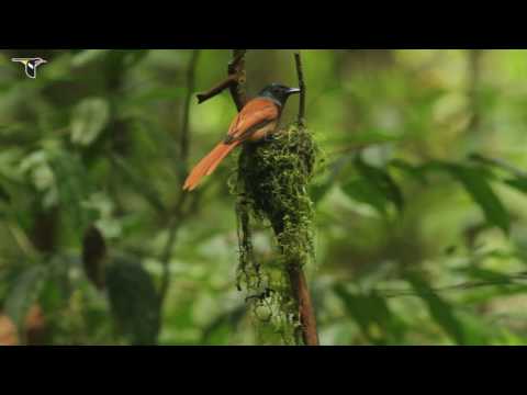 Video: Barn owl: piav qhia, chaw nyob, duab