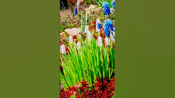 Мускари Гадючий лук Мышиный гиацинт Muscari 1