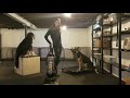 Albany Dog Trainers / Saratoga Dog Trainers / 1.5 Year Old German Shepherd, Mason Albany Dog Trainers / Saratoga Dog Trainers / 1.5 Year Old German Shepherd, Mason