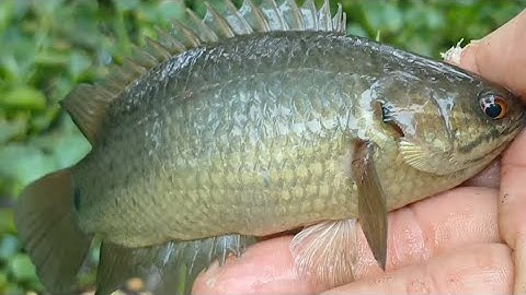 Câu Cá Rô Đồng Gặp Đàn Cá Đói Mồi Kéo Phao Liên Tục Dựt  Cong Cần Quá Sướng Tay