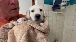 Noël Enjoys a Relaxing Bath Before Meeting Her Forever Family #puppy #labrador #cutepuppies