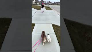 #Shorts Pomskyies walking. Coco and Oreo the Pomskies #oreothepomsky #pomskies #cocothepomsky