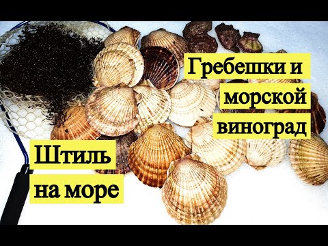 Видео: Штиль на море. Гребешки и морской виноград