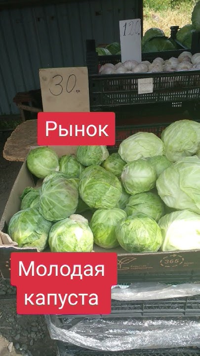 Молодая капуста. Цена на рынке. - YouTube