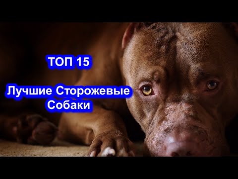 Видео: 15 лучших сторожевых собак