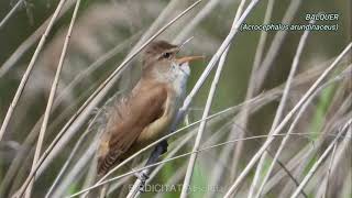 Ocells Cantant - Balquer - Carricero Tordal - Great Reed Warbler - Acrocephalus Arundinaceus