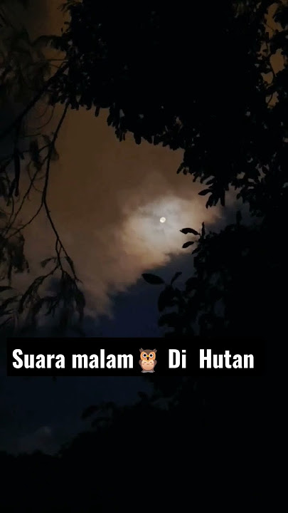 suara malam 🦇di hutan belantara kalimantan