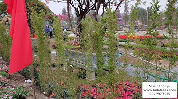Cần bao nhiêu cây trúc quân tử để trồng 1m dài