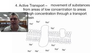 Cell Transport Part2