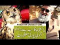 Pakistan Largest Owl | Facts About OWL | Animal International