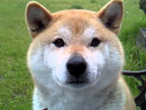 柴犬の可愛い 鳴き声 Shibainu Youtube